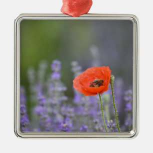 Adorno Metálico Francia, Provenza. Amapola solitaria en campo de