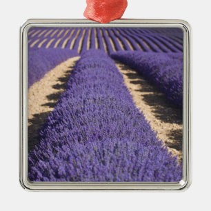 Adorno Metálico Francia, Provenza. Filas de lavanda en flor. 3