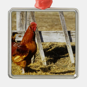 Adorno Metálico Gallo rojo de Rhode Island
