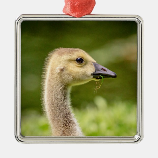 Adorno Metálico Ganso Canadiense (Gosling) (Frente)