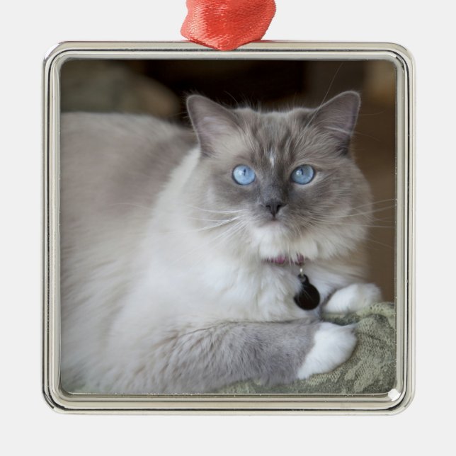 Adorno Metálico Gata Ragdoll hembra (Frente)