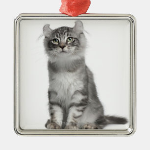 Adorno Metálico Gatito americano del rizo (3 meses)
