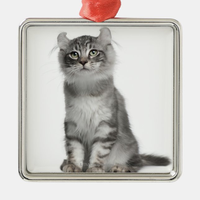 Adorno Metálico Gatito americano del rizo (3 meses) (Frente)