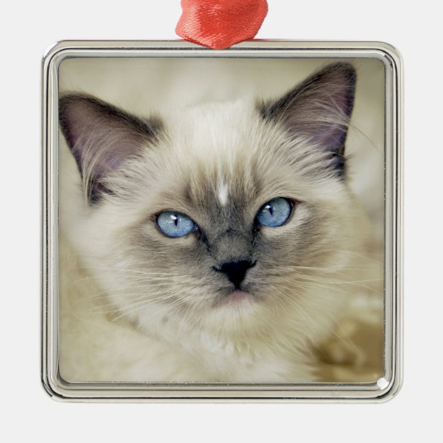 Adorno Metálico Gatito Ragdoll (Frente)