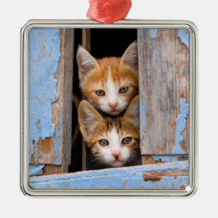 Adorno Metálico Gatitos cortos en una ventana azul ventilado -