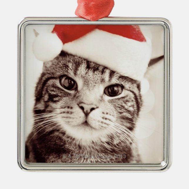 Adorno Metálico Gato de tabby nacional que lleva el gorra rojo del (Frente)