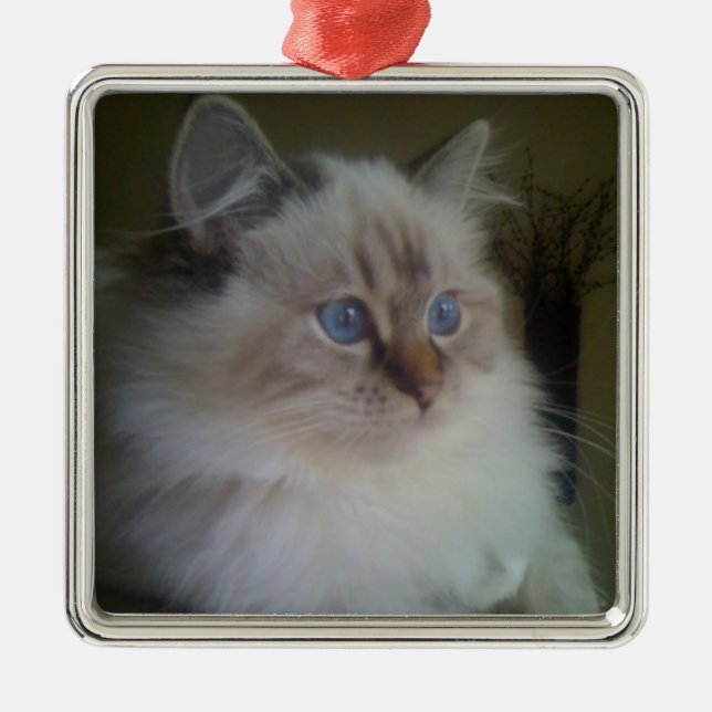 Adorno Metálico Gato hermoso de Ragdoll Hymalayan que mira en (Frente)