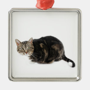 Adorno Metálico Gato Shorthair americano