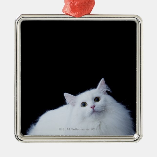 Adorno Metálico Gato siberiano (Frente)