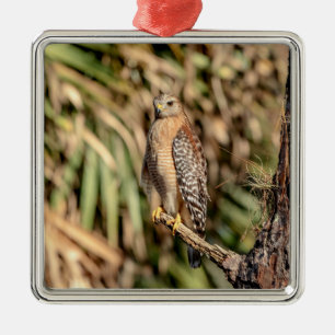 Adorno Metálico Gavilán Hombro Rojo en un árbol
