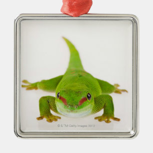 Adorno Metálico Gecko diurno de Madagascar (Phelsuma madagascarien