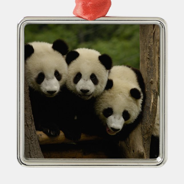 Adorno Metálico Gigantes pandas bebés Ailuropoda melanoleuca) (Frente)