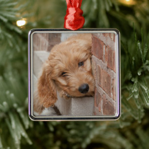 Adorno Metálico Goldendoodle cachorro picado