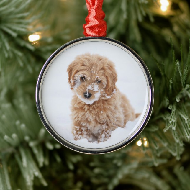 Adorno Metálico Goldendoodle Puppy Con Nieve En La Cara (Árbol)