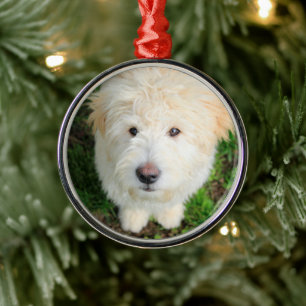 Adorno Metálico Goldendoodle Puppy Mirando Cámara