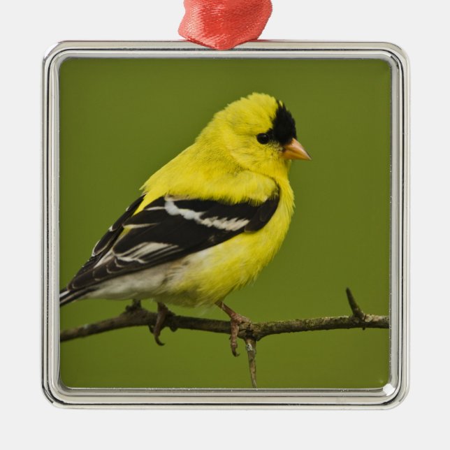 Adorno Metálico Goldfinch estadounidense macho en plumaje reproduc (Frente)