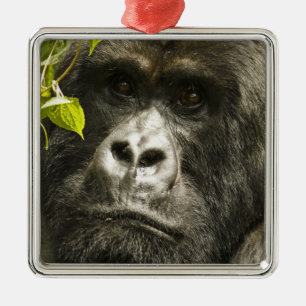 Adorno Metálico Gorila de montaña, Gorilla beringei beringei,
