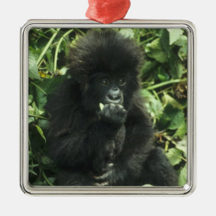 Adorno Metálico Gorila de montaña, (Gorilla gorilla beringei),
