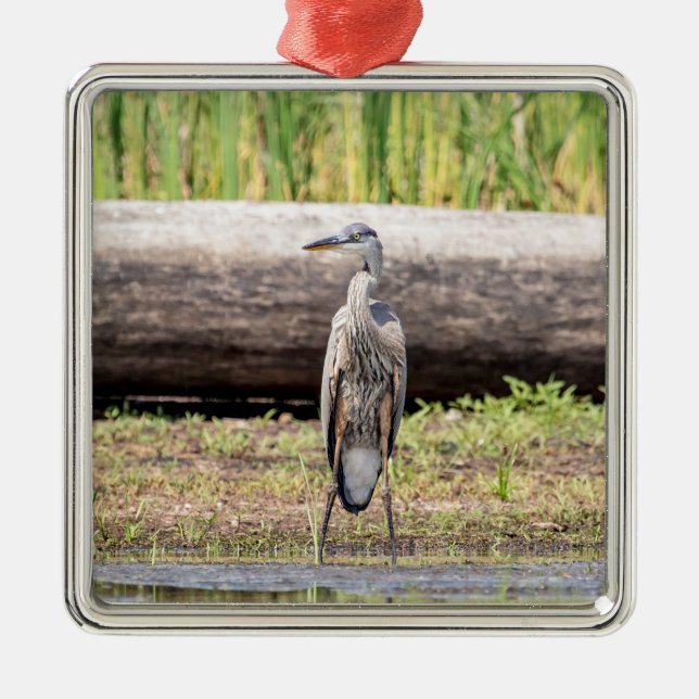 Adorno Metálico Gran garza azul en el lago Champlain (Frente)