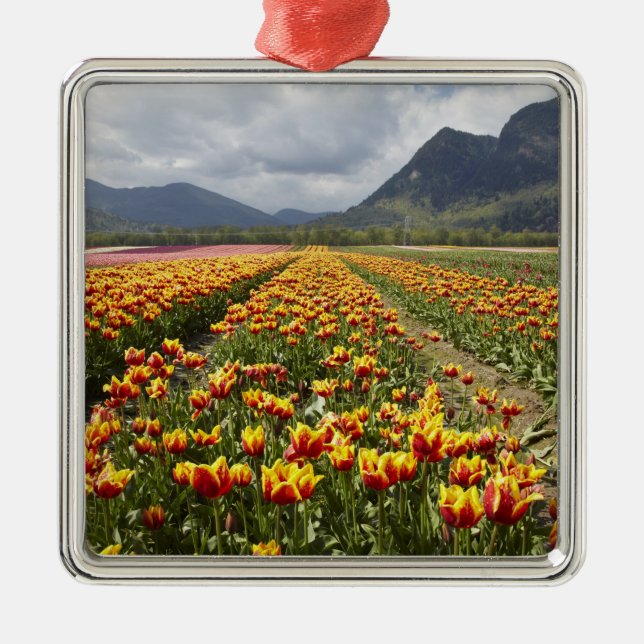 Adorno Metálico Granja Tulip cerca de Agassiz, Columbia Británica (Frente)
