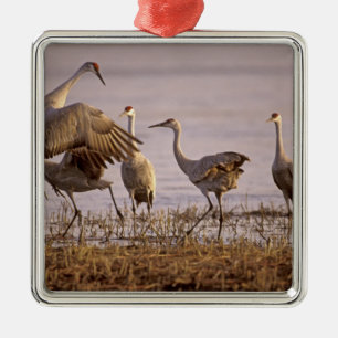 Adorno Metálico Grullas de la arenosa Grus canadensis) Platte