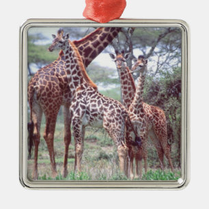 Adorno Metálico Grupo de jirafas o manada con crías, Giraffa