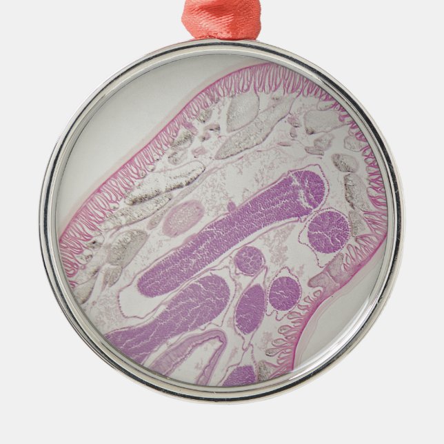 Adorno Metálico Gusano parásito del nematodo (SP del ascaris.) (Frente)