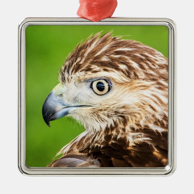 Adorno Metálico Halcón de cola roja juvenil (Frente)