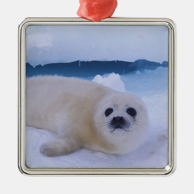 Adorno Metálico Harp Seal Norteamérica, Canadá, Quebec (Frente)