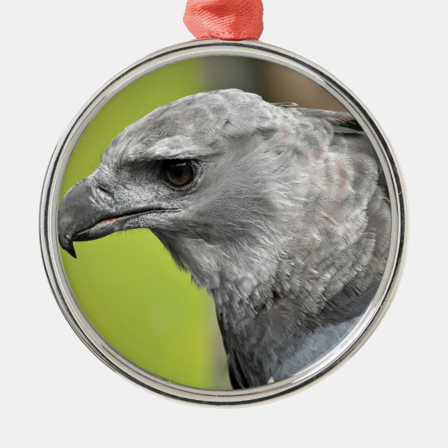 Adorno Metálico Harpy Eagle 2.JPG (Frente)