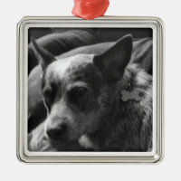 Heeler azul