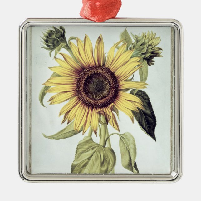 Adorno Metálico Helianthus annuus de 'Velins du Roi Vol.36' (Frente)