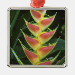 Adorno Metálico Heliconias, Heliconia walkeriana), La Selva