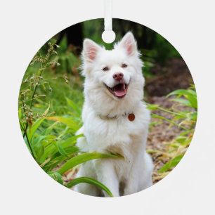 Adorno Metálico Hermosa espitz finlandesa blanca - Lapphund