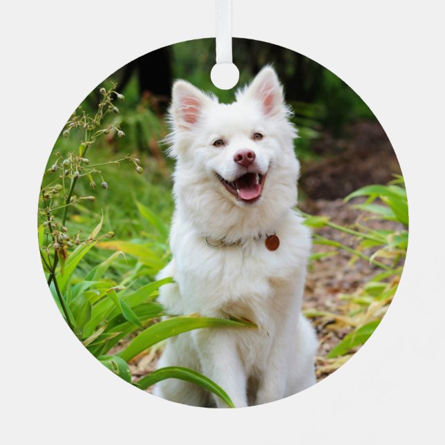 Adorno Metálico Hermosa espitz finlandesa blanca - Lapphund (Reverso )