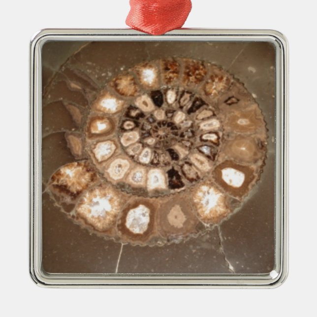 Adorno Metálico Hermoso fósil amnita Dactylioceras seccionado (Frente)