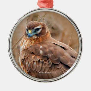 Adorno Metálico Hermoso Halcón Harrier en Marsh