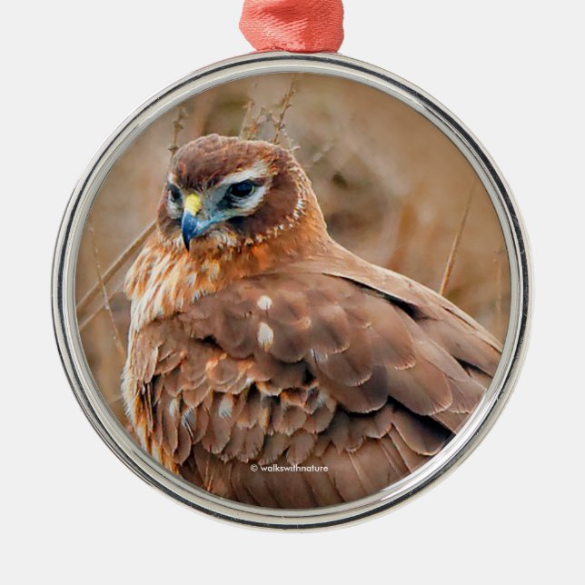 Adorno Metálico Hermoso Halcón Harrier en Marsh (Frente)