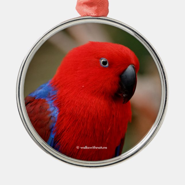 Adorno Metálico Hermoso "Lady in Red" Eclectus Parrot (Frente)
