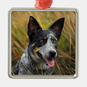 ADORNO METÁLICO HERMOSO PERRO DE GANADO AUSTRALIANO EN CAMPO