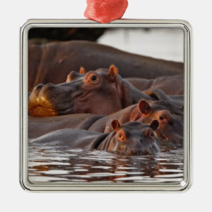 Adorno Metálico Hipopótamo, Hippopotamus amphibius, Lago