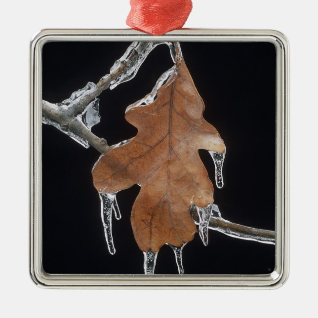 Adorno Metálico Hojas de roble con níquel de hielo después de la t (Frente)