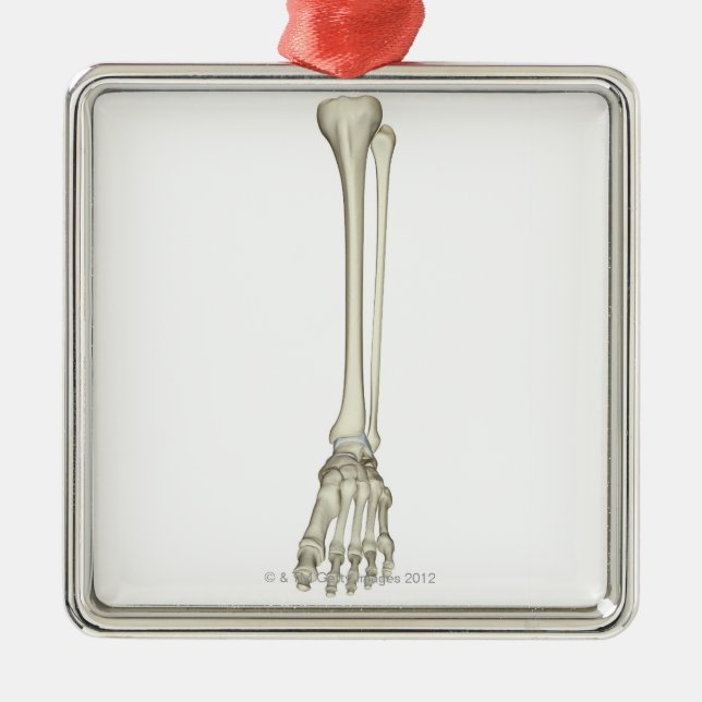 Adorno Metálico Huesos de la pierna (Frente)