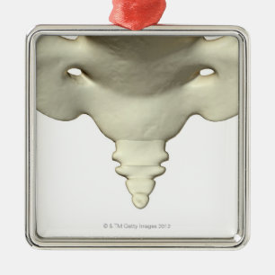 Adorno Metálico Huesos del hueso de cola