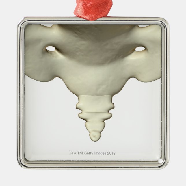 Adorno Metálico Huesos del hueso de cola (Frente)