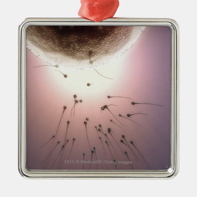 Adorno Metálico Huevo que es fertilizado por la esperma (Frente)