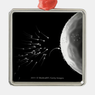 Adorno Metálico Ilustracion blanco y negro de la fertilización