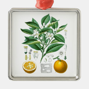 Adorno Metálico Ilustracion botánico nº 1 de cítricos