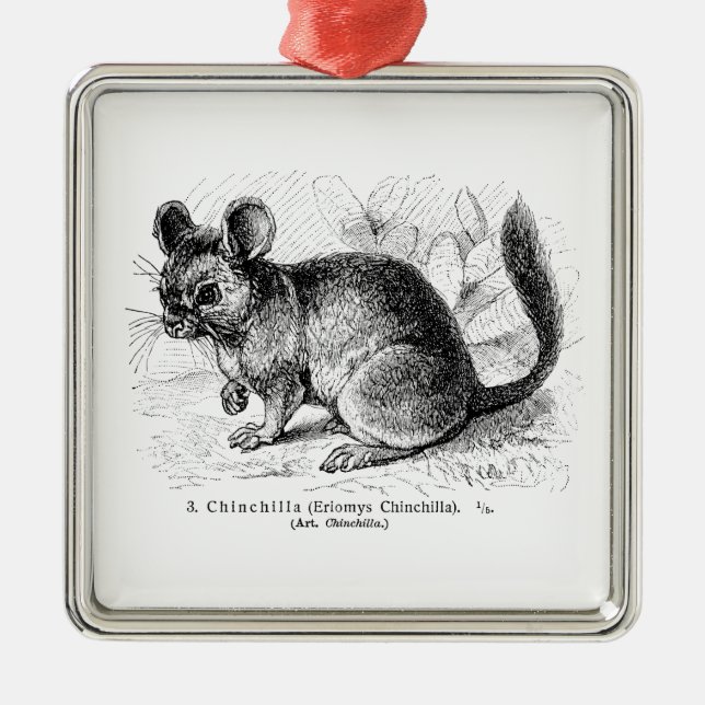Adorno Metálico Ilustracion de las chinchillas de la chinchilla de (Frente)