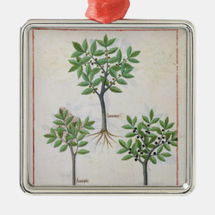 Adorno Metálico Ilustracion del 'libro de las medicinas simples